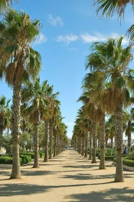 a row of palm trees on a dirt road at New Room in the beach in Valencia