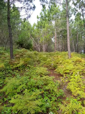 a forest filled with green plants and trees at Casa de Amparo y José Manuel en Pavias in Pavías