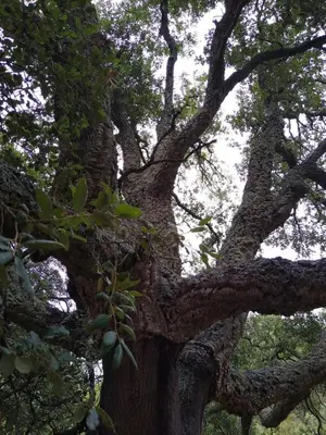 a large tree with lots of branches and leaves at Casa de Amparo y José Manuel en Pavias in Pavías