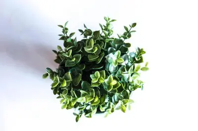 a green plant on a white background at Precioso atico en pleno centro de Valencia in Valencia