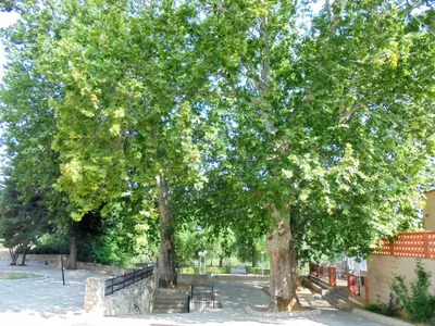 two large trees in a park next to a fence at Casa MarTa in Chella