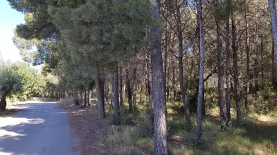 a forest of trees on a dirt road at Ca'n Josep in Segorbe