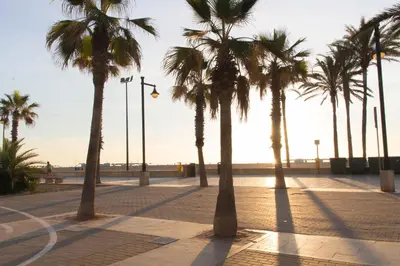 a row of palm trees on a sidewalk near the beach at Sol Playa Suites in Valencia
