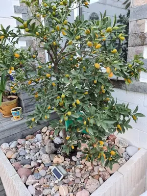 an orange tree sitting on a pile of rocks at Casa Coqueta in Almarda