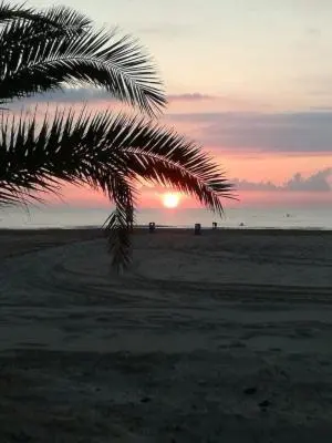 a palm tree on a beach with the sunset at 1ere soleil levant in Puerto de Sagunto
