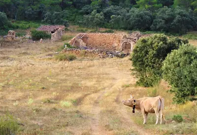 a cow standing in a field next to a building at Hostal Rural Fidel Garcia Guzman in Chera