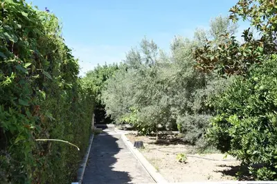 a row of olive trees in a garden at Casa Rural 