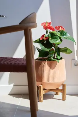 a plant in a pot sitting on a chair at Slow Home Apartments in Valencia