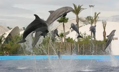 a group of dolphins jumping out of a fountain at Casa Arminda in Benafer