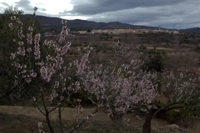 a tree with pink flowers on it in a field at Casa Arminda in Benafer