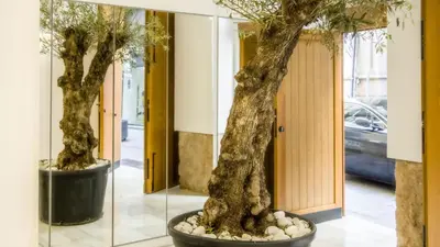 two trees in a display case in a building at Catalina Suites Apartments Downtown Valencia in Valencia