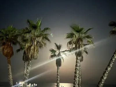 a group of palm trees on the beach at night at Bonito apartamento con piscina cerca de la playa. in Canet de Berenguer