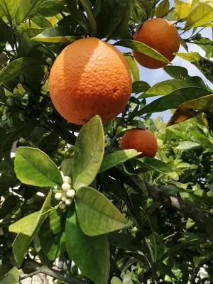 an orange tree with three oranges growing on it at Villa Isabelle in Barraca de Aguas Vivas