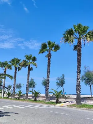 a row of palm trees on the side of a road at Acogedor apartamento en el grau de Moncofa con wifi in Moncófar