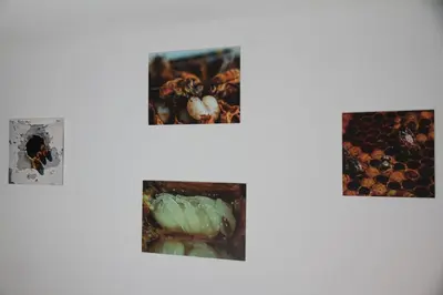 a group of four pictures of insects on a wall at Casa rural rústica 