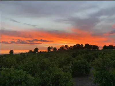 a sunset over a field with trees and bushes at Beach Retreat in Valencia