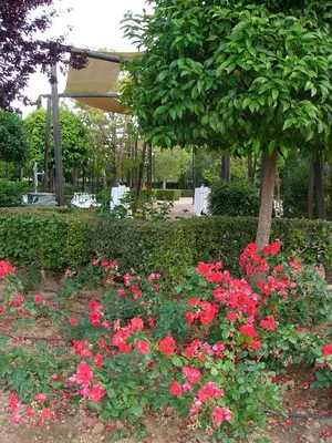 a bunch of red flowers in a garden at Ad Hoc Parque in Bétera