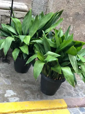 two pots of plants sitting on the side of a street at Casa Puri in Jérica