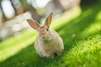 a small rabbit sitting in the grass at El Oasis Villa Resort in La Eliana
