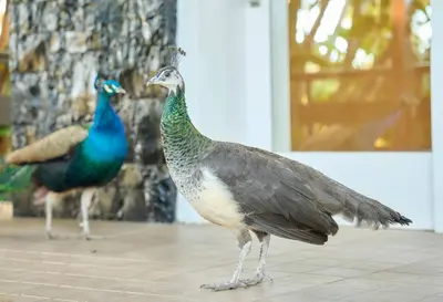 two peacocks standing on the floor of a building at El Oasis Villa Resort in La Eliana