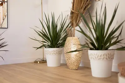 three plants in white vases sitting on a table at Villa Huerta 1 Manises, jacuzzi, sauna, piscina in Manises