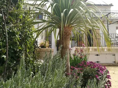 a garden with a palm tree and flowers in front of a building at Casa La Higuera in Chulilla