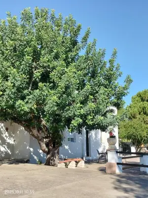 a large tree in front of a white building at Casa Mas Montanas vakantiehuis met zwembad Max 10-12 pers Vlakbij Valencia in Godelleta
