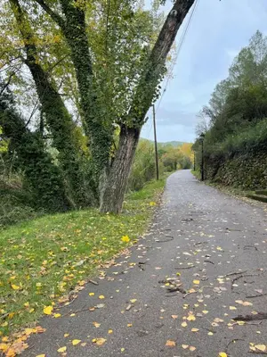 a tree on the side of a road at Casa Rural El Rincón de Beatriz in Ayódar