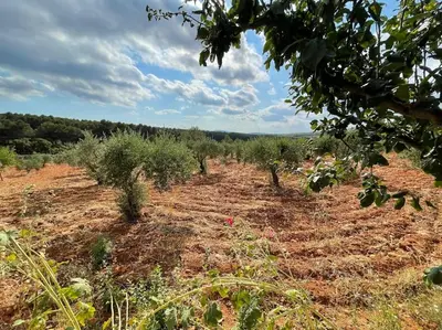 a field full of plants in a field at El-cortijo in Siete Aguas