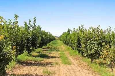 a row of orange trees on a dirt road at Huerto Valenciano - Sol y Tranquilidad - Piscina in Valencia