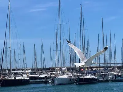 a white bird flying over a bunch of boats at Villa near Valencia with Private Pool in Valencia