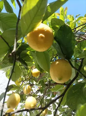 a bunch of yellow fruit growing on a tree at Chalet Antonio&Ewa in La Eliana